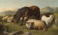 Sheep and a Pony